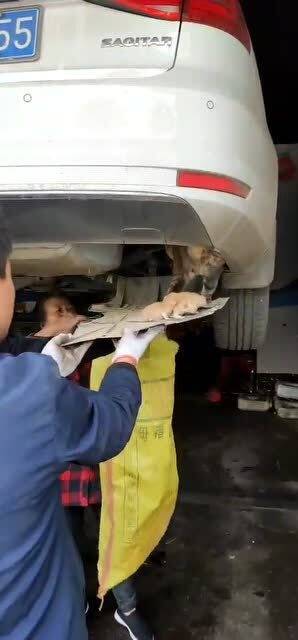 没办法拿出小猫,只能开到修理厂,找师傅帮忙